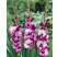 Gladiolus ´Passos´ / Mečík, bal. 7 ks, 12/14