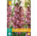 Gladiolus ´Rusty Chestnut´ / Mečík, bal. 7 ks, 12/14