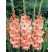 Gladiolus ´Rose Supreme´ / Mečík, bal. 10 ks, 12/14