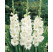 Gladiolus ´WHITE´/ Mečíky biele, bal. 5 ks, 10/12, SUPERCENA
