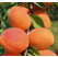 Prunus armeniaca ´Goldrich´ (Sungiant) / Marhuľa stredne skorá, myr.