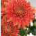 Dendranthema x indicum / Chrysanthemum ´Gompie Red´/ Chryzantéma, K9