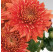 Dendranthema x indicum / Chrysanthemum ´Gompie Red´/ Chryzantéma, bal. 3 ks, 3xK9