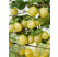 Ribes grossularia ´Lady Sun´ / Egreš rezistentný žltý, krík, 2-3 výh.,  štep. 
