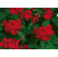 Pelargonium pelt. Happy Face® Velvet Red® / Muškát previsnutý, bal. 6 ks, 6x K7