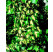 Hedera helix ´Gold Heart´ / Brečtan, 60-80 cm, C1,5