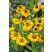 Helenium ´Carmen®´ / Helénium, C1