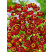Helenium bigelovii ´Ruby Tuesday´ / Helénium, C1,5