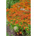 Helenium ´Waltraut´´ / Helénium , C1