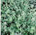 Helichrysum petiolare ´Silver Super Compact´ / Helichrysum, K7