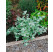 Helichrysum petiolare ´Moes Silver´ / Helichrysum, bal. 3 ks, 3x K7