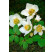 Helleborus niger ´Christmas Carol´ / Čemerica, K11