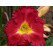 Hemerocallis 'Siloam Paul Watts' / Ľaliovka, K13