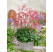 Heuchera sanguinea ´Leuchtkäfer´ / Heuchera krvavá, K9
