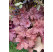 Heuchera x hybrida ´Berry Smoothie´ / Heuchera, C1