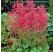 Heuchera sanguinea ´Ruby Bells´ / Heuchera krvavá, K9