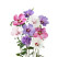 Hibiscus syriacus / Ibištek sýrsky mix farieb, bal. 10 ks VK na živý plot, 50-80 cm 