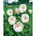 Hibiscus moscheutos ´Nippon White F1´ / Ibištek bahenný biely, K9