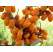 Hippophae rhamnoides ´Slniečko´ / Rakytník rašetliakový, samičia r., K9