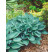 Hosta ´Sieboldiana Elegans´ / Hosta / Funkia, K9