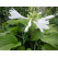 Hosta plantaginea 'Grandiflora' / Funkia skorocelová, C1