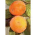Diospyros kaki ´Tipo´ / Hurmi kaki, 80-100 cm, C5