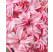 Hyacint ´Double Pink´/ Hyacint plnokvetý ružový, bal. 5 ks, 15/16