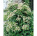 Hydrangea anomala petiolaris / Popínavá hortenzia, 20-30 cm, K9