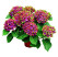 Hydrangea macrophylla ´Schloss Wackerbarth´® / Hortenzia, 25-30 cm, C1,5