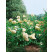 Hydrangea paniculata ´Grandiflora´ / Hortenzia metlinatá , 40-50 cm, C3