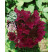 Hydrangea paniculata ´Wims Red´® / Hortenzia metlinatá, 30-40 cm, C1,5