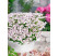 Iberis x hybrida ´Ice Pink´ / Iberka ružová, K9