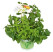 Trio byliniek Mentha-Lippia-Melissa - Ice Tea / Bylinky ľadový čaj , K9