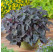 Ipomoea ´Papas®Purple Heart® / Ipomea purpurová, bal. 6 ks sadbovačov