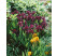 Iris pumila ´Cherry Garden´ / Kosatec nízky, C1,5