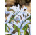Iris reticulata ´Frozen Planet´ / Skalkový kosatec, bal. 15 ks, 5/6