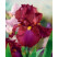 Iris germanica ´Red Zinger´ / Kosatec nemecký, I.