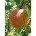 Malus domestica ´Gala´ / Jabloň zimná, M9