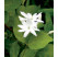 Jasminum sambac / Jazmín arabský, K9