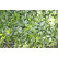 BIO Gynostemma pentaphyllum / Jiaogulan, K12