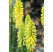 Kniphofia 'Pineapple Popsicle' ® / Fakľovka, K11
