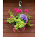 Kolekcia 18 rastlín do hrantov + 2 ks závesných kvetináčov