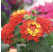 Lantana Evita® Scarlet ´/ Lantana menlivá, bal. 6 ks, 6x K7