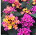 Lantana camara ´Lantropic Lemon & Pink´/ Lantana menlivá , bal. 6 ks, 6x K7