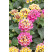 Lantana camara Tropic ´Ara´/ Lantana menlivá, bal. 6 ks, 6x K7