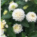 Lantana camara ´Lantropic White´/ Lantana menlivá biela, K7