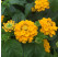 Lantana camara ´Lantropic Yellow´/ Lantana menlivá žltá, K7