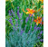 Lavandula angustifolia ´Richard Gray´ / Levanduľa úzkolistá, K9