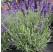 Lavandula angustifolia ´Impressa® ´/ Levanduľa úzkolistá, K9