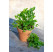 Levisticum officinale ´Verino®´ / Ligurček, 15-20 cm, K7